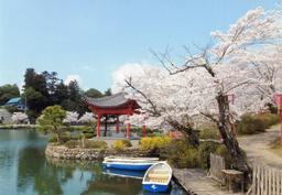 庄原上野公園の桜と庄原焼き 徳永先生のメタボリック教室